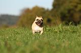 BOULEDOGUE FRANCAIS 1215
